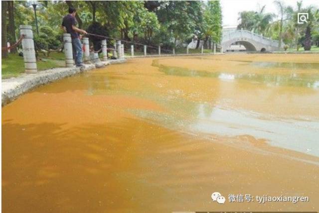 分析:裸藻过度繁殖形成的油膜.