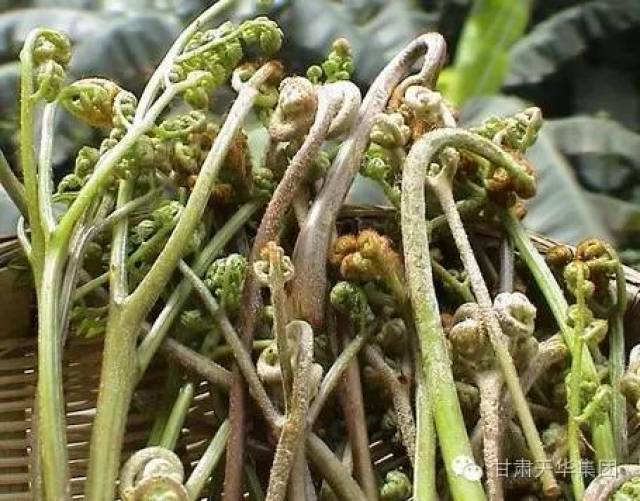 药,菜两用的名贵野菜.凉拌乌龙头,堪称陇上一绝.农历四月八前后,乌