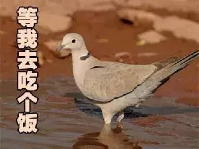 这些魔性的鸽子表情包,让我看到了我和基友之间的塑料