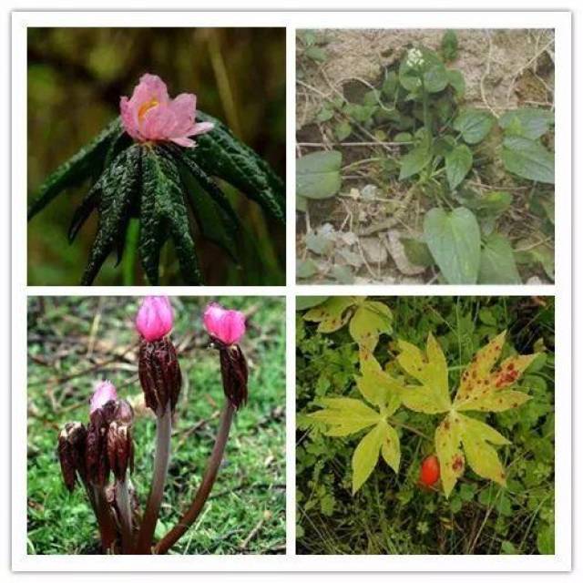 太白山野生珍稀植物(五)|七十二种"七药"