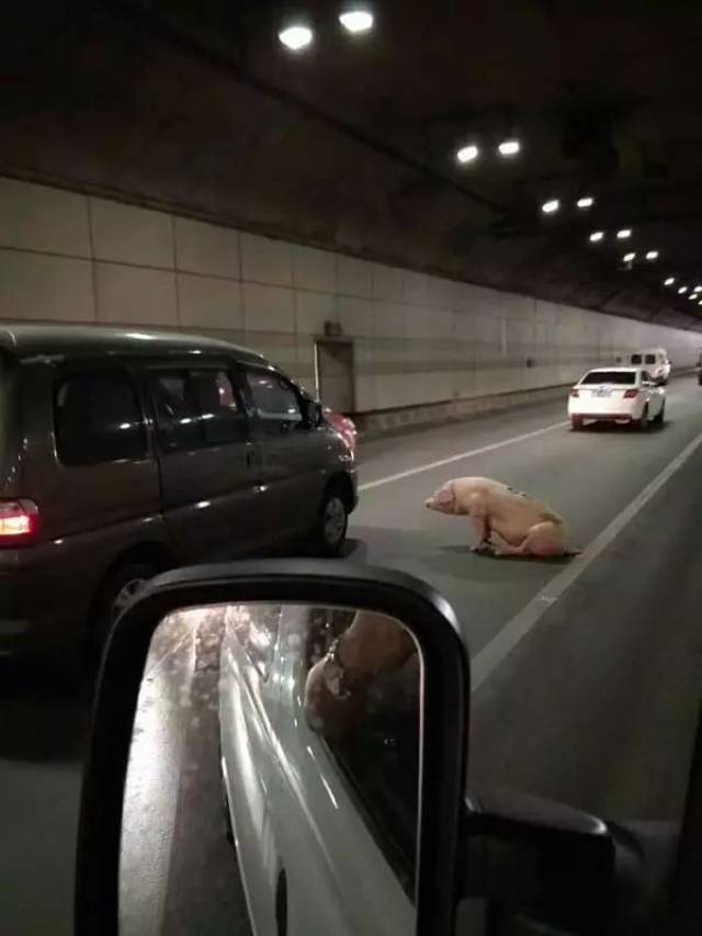 有一只猪在隧道中间,估计是运猪车经过此路段跌落一只猪,造成隧道车辆