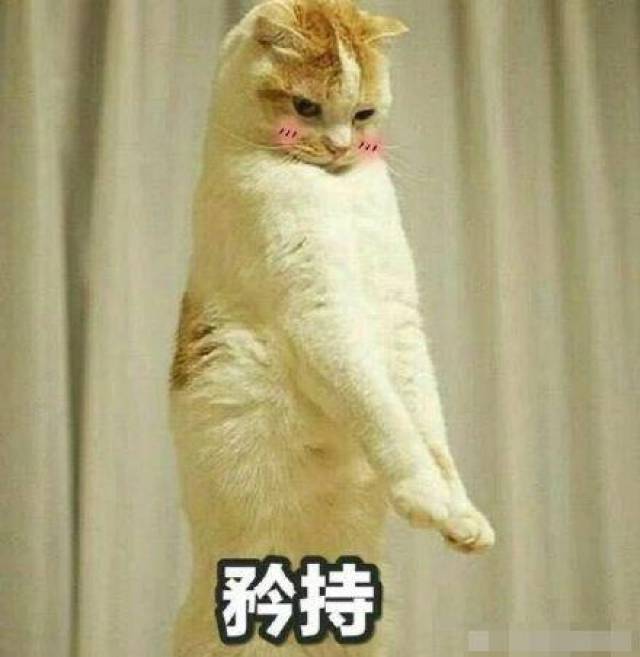 猫咪带字表情包:长得可爱就是麻烦