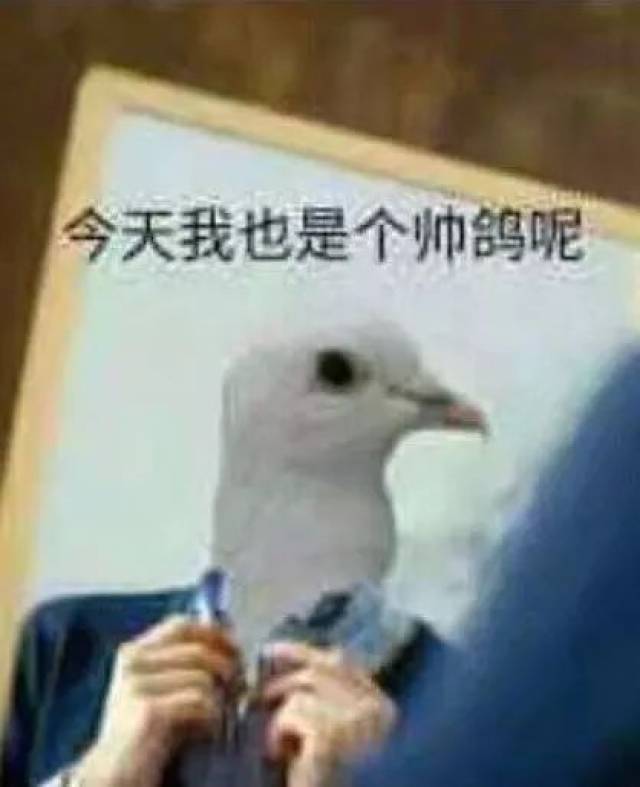 这些魔性的鸽子表情包,让我看到了我和基友之间的塑料