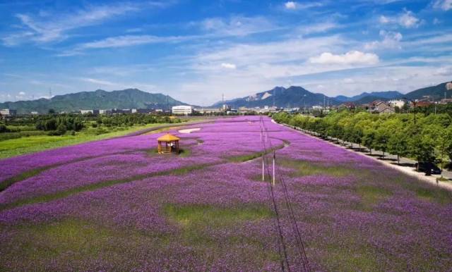 交通旅游 | 7月,我在杭州花海等你