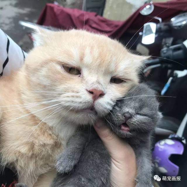 越南网红猫咪黄桑的儿子长大之后,对它爸比并不友好