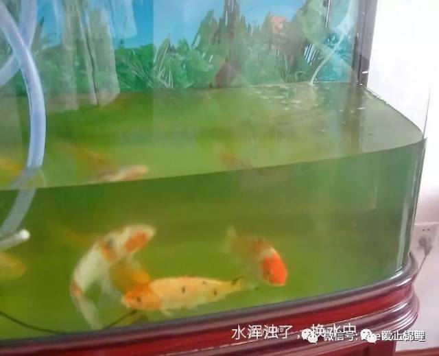 1,观察鱼缸水是否浑浊,好的鱼缸水有点微微的绿色.