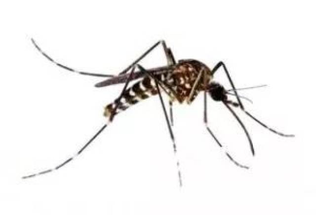 埃及伊蚊是典型的家栖蚊种,主要孳生在室内外及其周围,近黄昏和早晨各