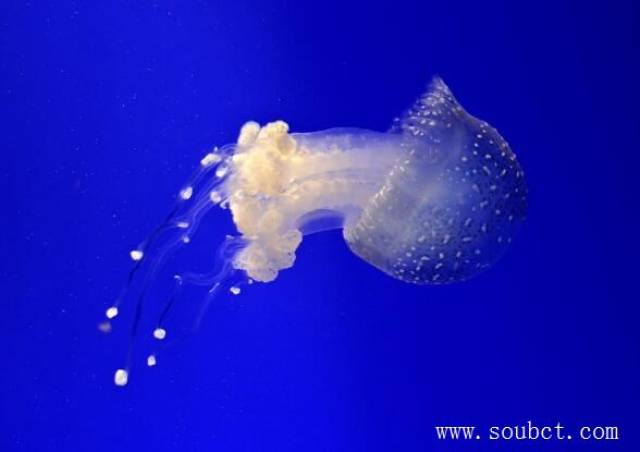 世界十大毒王,澳洲方水母30秒致命