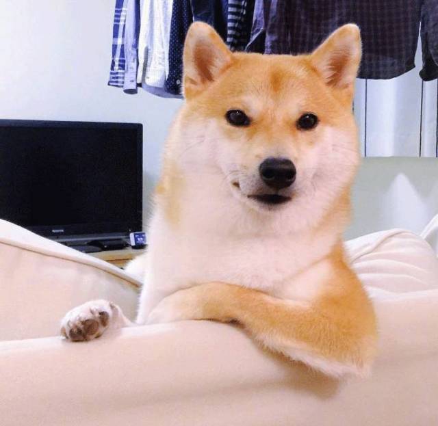 说表情包不够用啦?柴犬:本汪来安排!