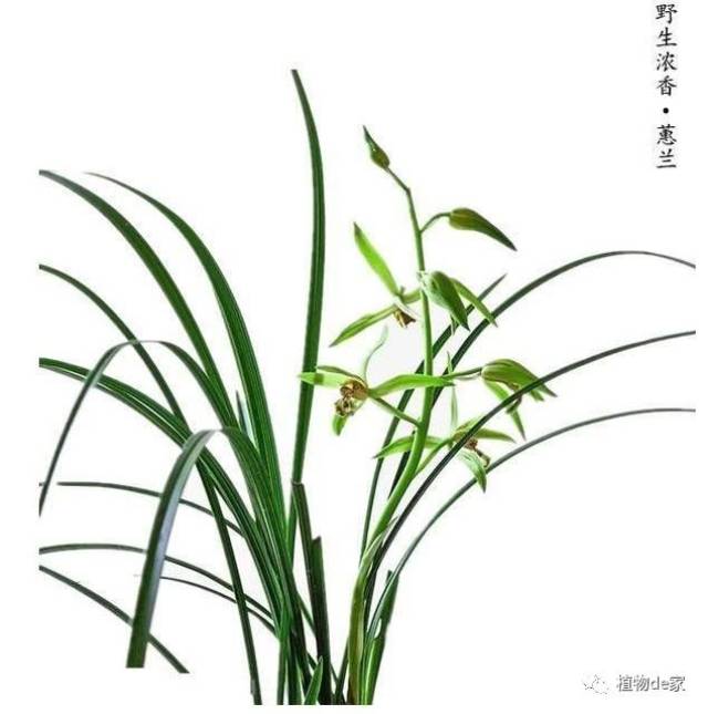 怎样基本上能够实现月月看兰香的愿望_手机搜狐网