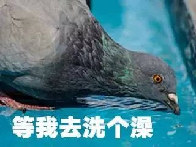 这些魔性的鸽子表情包,让我看到了我和基友之间的塑料