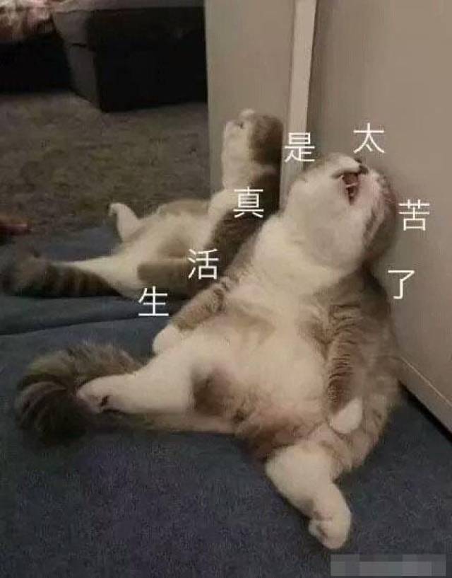 猫咪带字表情包:长得可爱就是麻烦-搞笑频道-手机搜狐