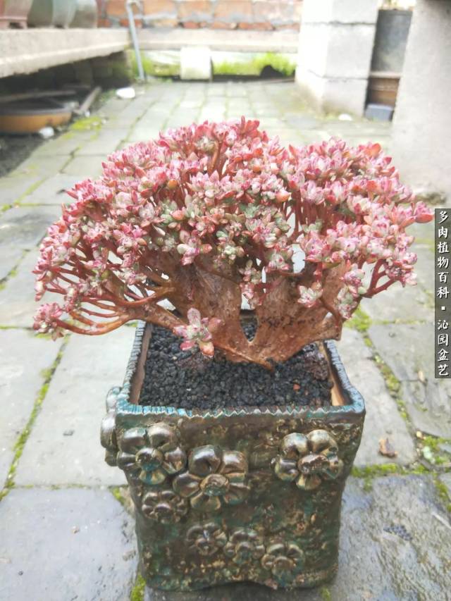 多肉盆栽艺术展:一次充满仙气与绿植的盛宴!