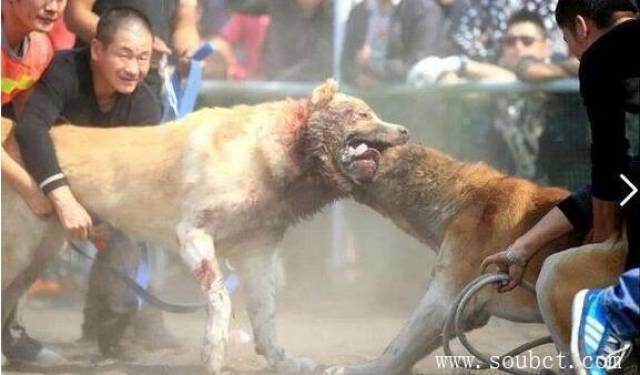 全世界最凶猛的狗,比特犬不到30秒咬死一头马