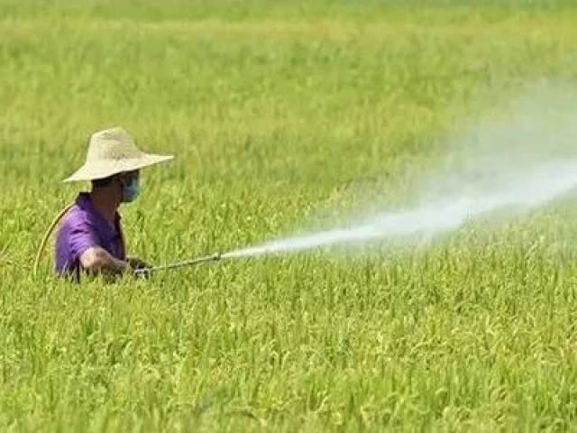 攸县新市水稻绿色防控 让农药用量减少30%以上