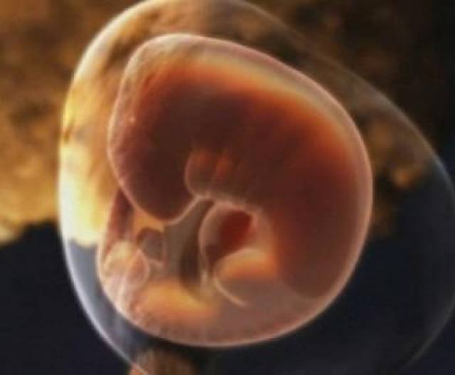 怀胎十月1-40周婴儿发育过程图(1-20周)