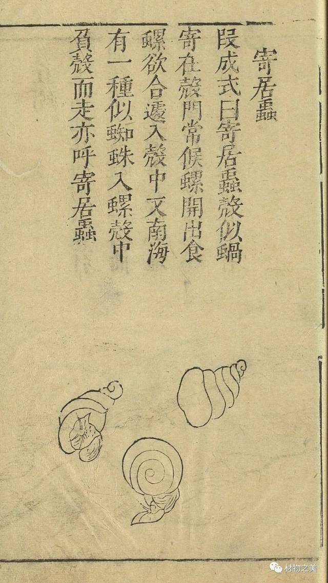 【绘本】明代·鱼虫8