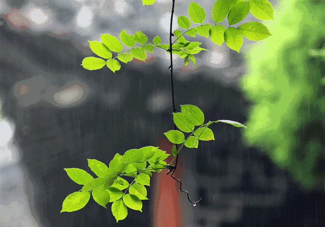 聆听| 雨天漫记(远古的红月亮朗诵作品)