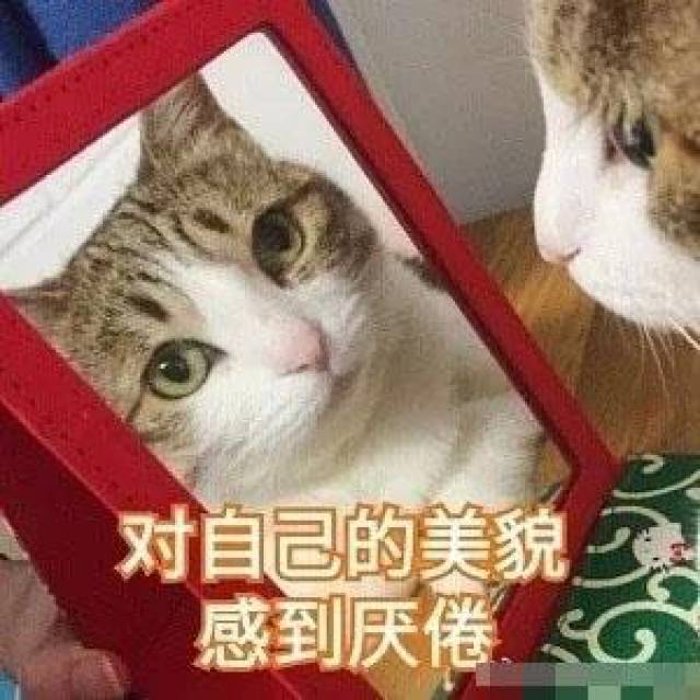 猫咪带字表情包:长得可爱就是麻烦