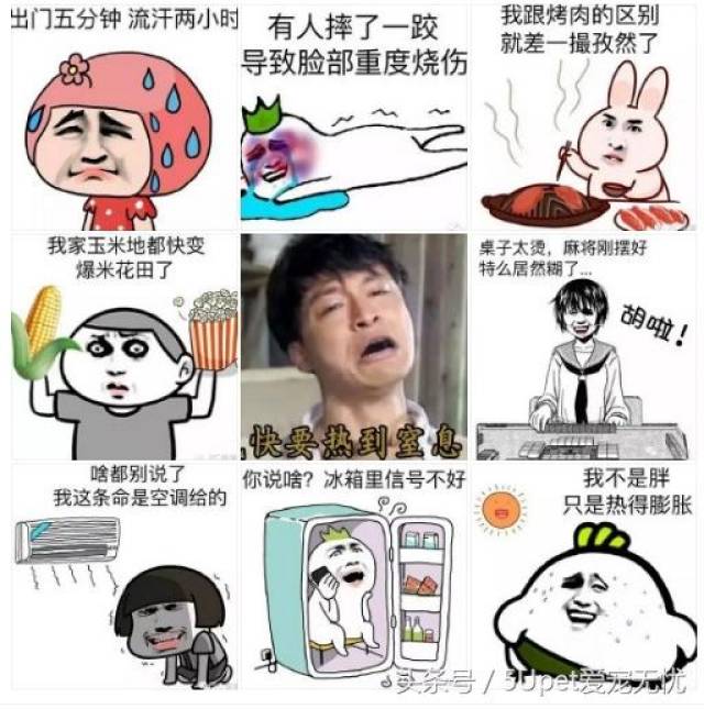 夏天不要再说"热成狗了",高温之下,狗狗的热你真的无法想象!