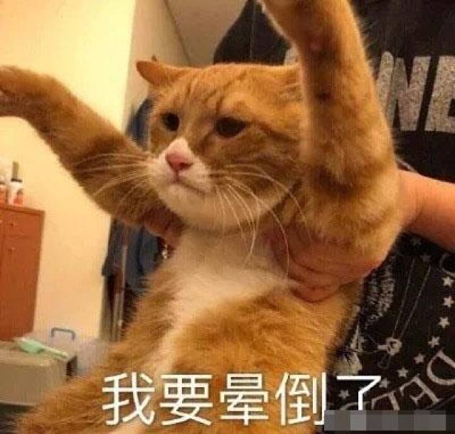 猫咪带字表情包:长得可爱就是麻烦