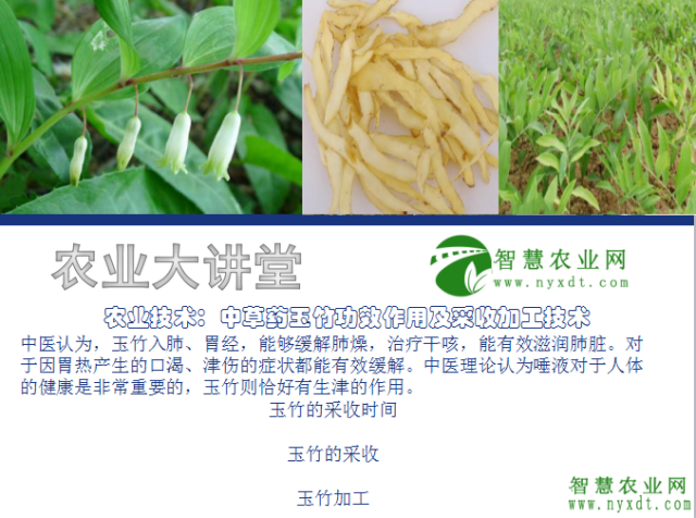 农业技术:中草药玉竹功效作用及采收加工技术