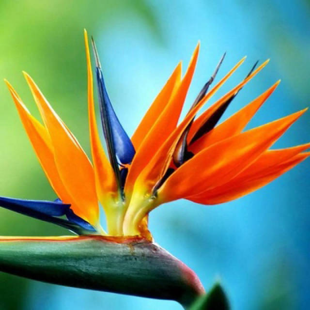 动感十足飞鸟般的名贵花卉—天堂鸟之花