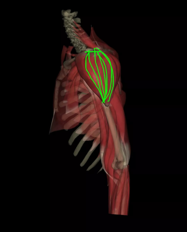 我们人体的肩部分为三个部分,分别是三角肌的前束