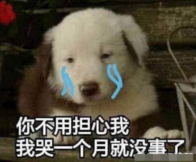 猫咪带字表情包:长得可爱就是麻烦