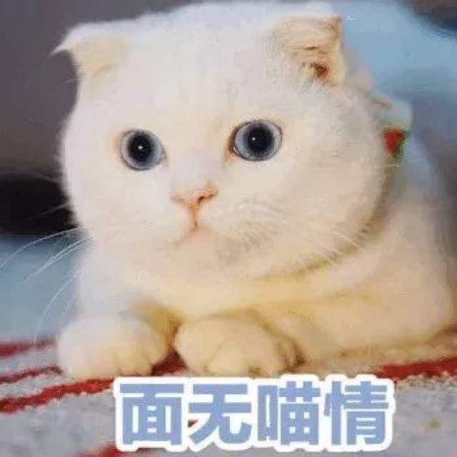 壁纸 动物 狗 狗狗 350_350