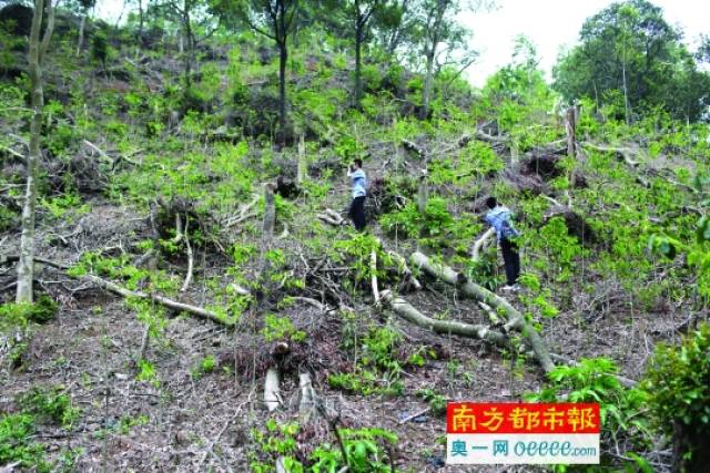 麻勘村石树顶山林地被毁面积达17.4亩,有700多棵树被砍.