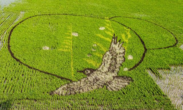 盘锦人的画:稻田是画纸,水稻做颜料