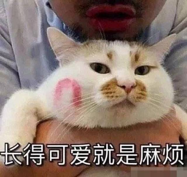 猫咪表情包带字图片