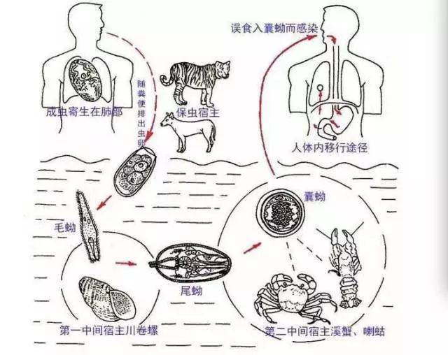 另外,肺吸虫病感染具有随机性, 并不是吃得过多才会引起.