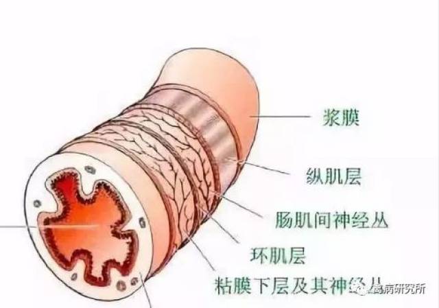 这个是显微镜下,肠道的解剖图,看似很薄的肠壁,其实也有很多结构,每个