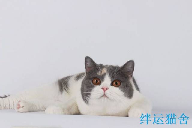 英国短毛猫口腔溃疡了怎么办