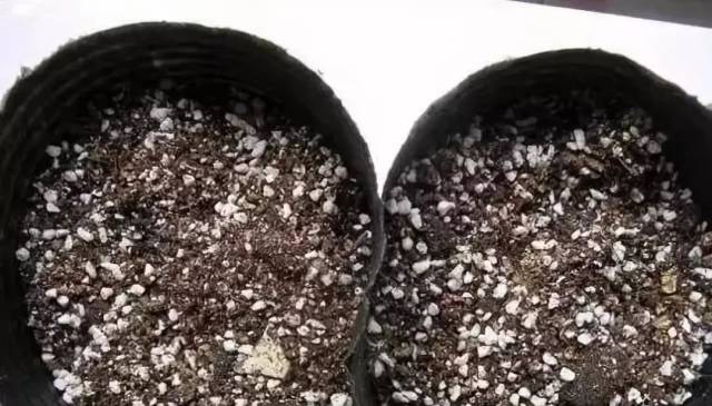 即除去砧木生长出的新芽