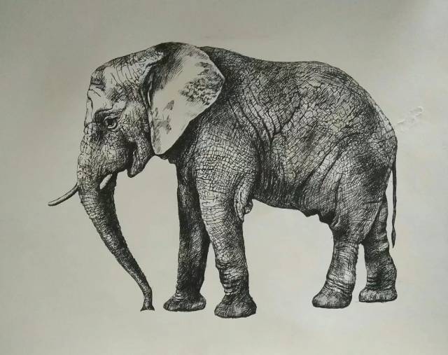 【经典】:岑道伟油笔素描《大象》
