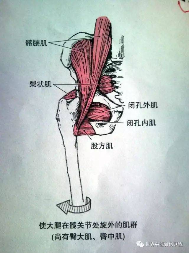 ②旋内拮抗肌(旋外肌):臀大肌,梨状肌,闭孔内肌,闭孔外肌,股方肌等.