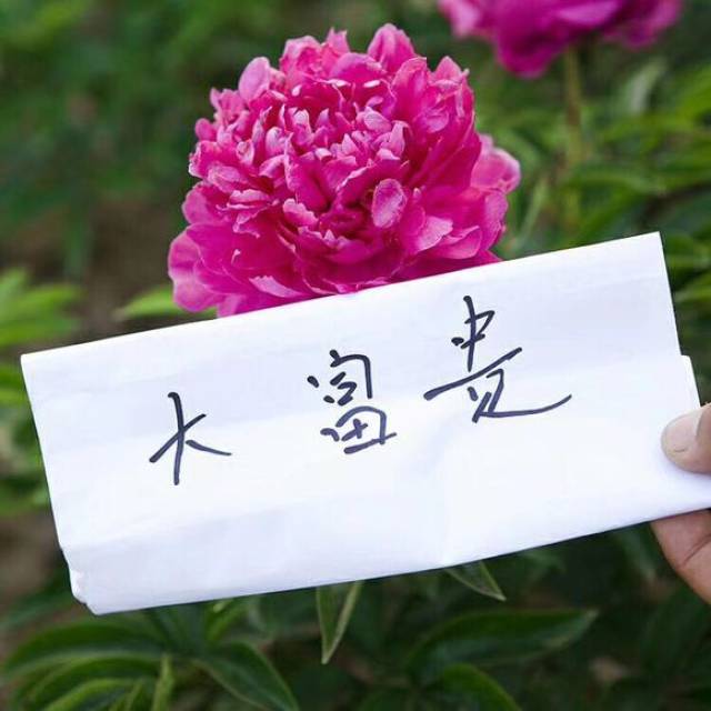 观赏芍药,品种图一秒认全芍药!