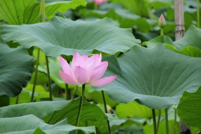 惟有绿荷红菡萏,卷舒开合任天真. 此花此叶常相映,翠减红衰愁杀人.