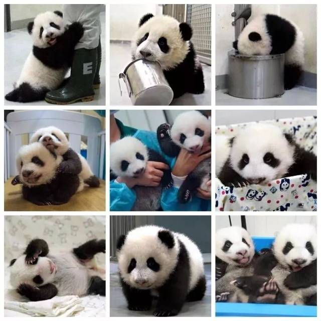 额外福利:不仅如此活动当天可以和大熊猫一起过生日,亲手制作窝窝头