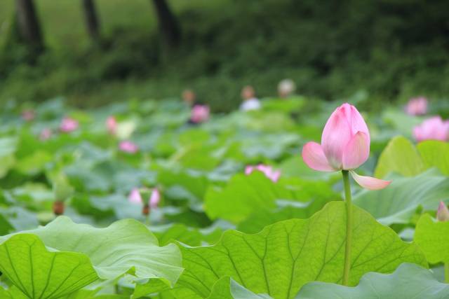 《阮郎归·初夏》