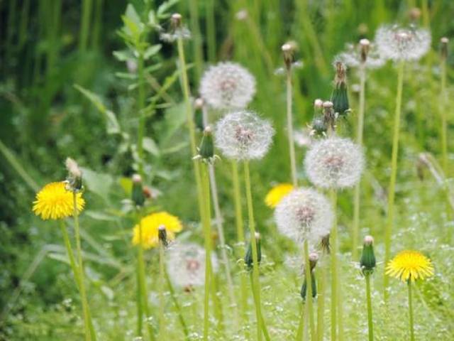 蒲公英的花和果实