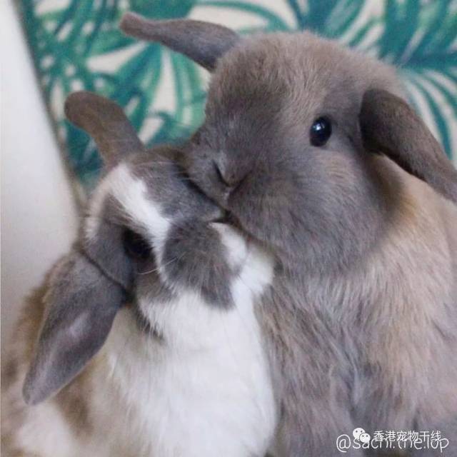兔子的繁殖:从相亲到交配。