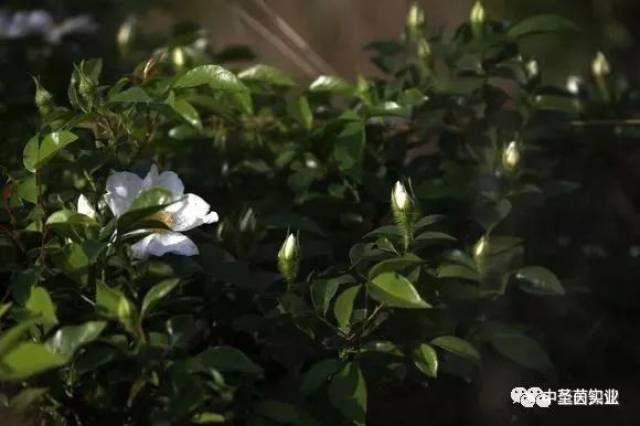 中药材:金樱子