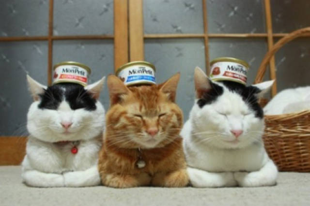 猫咪不同的年龄段所吃的罐头也是不同的.