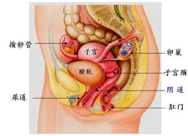 医生,后位子宫不容易怀孕吗?