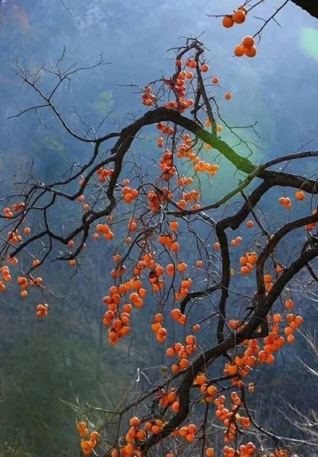 柿子红满天简谱_红柿子图片