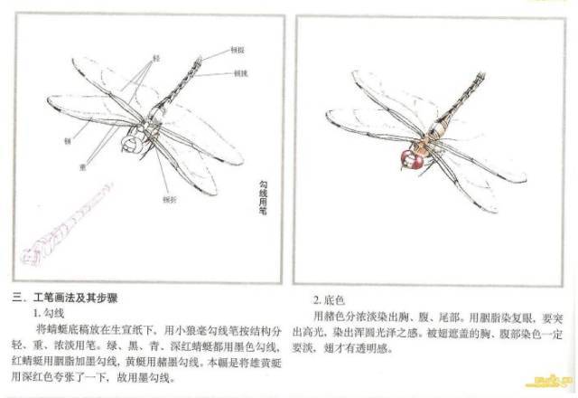 蜻蜓的画法